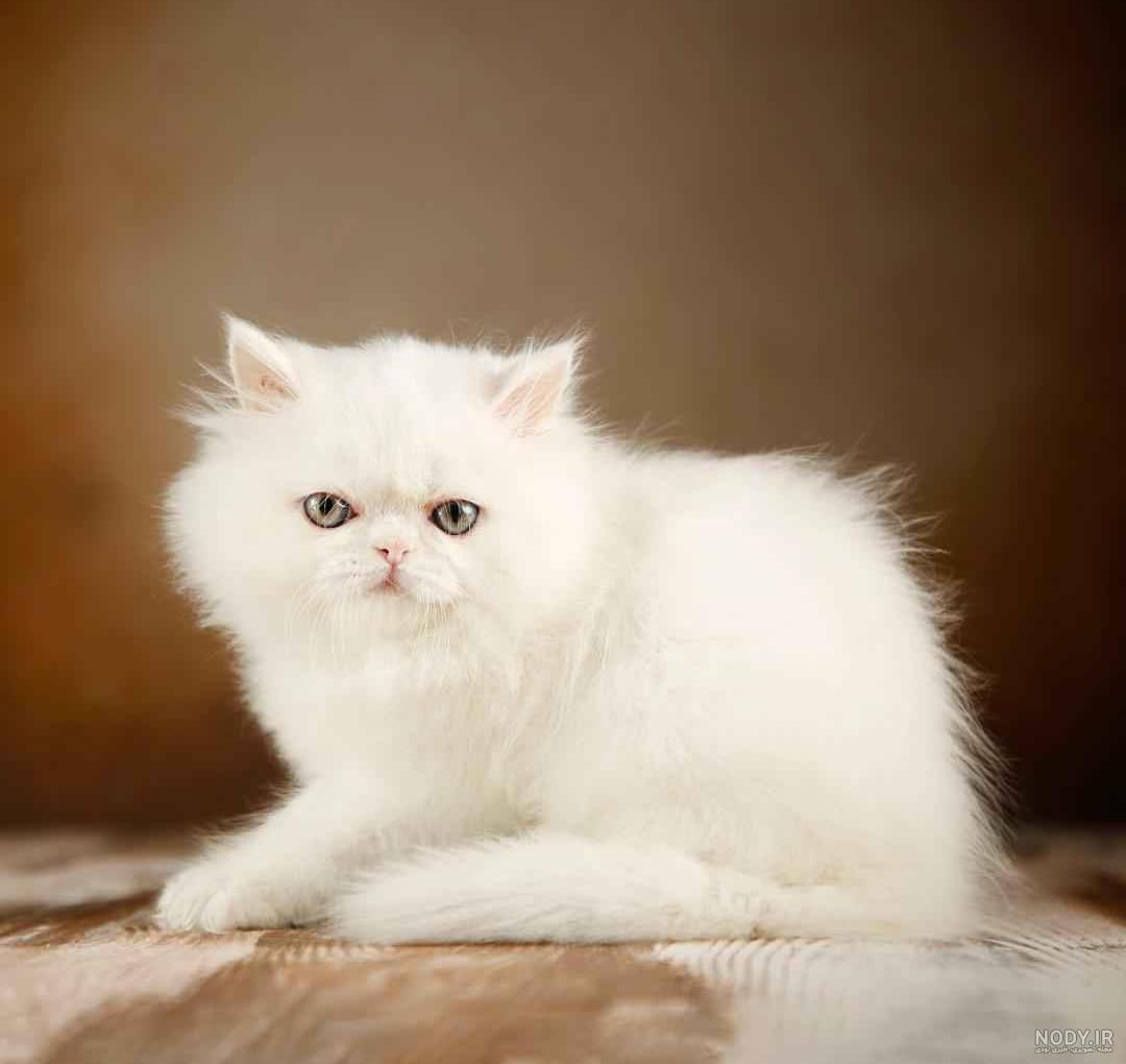 عکس گربه پرشین عروسکی