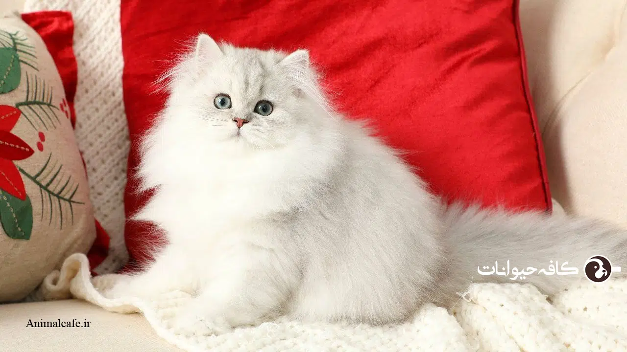 عکس گربه پرشین کت - عکس نودی