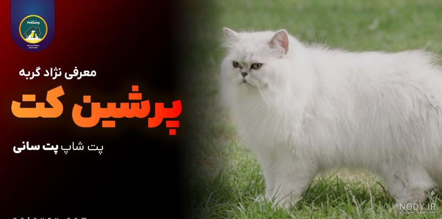 عکس های گربه پرشین یا پرشین کت برای پروفایل و تصویر زمینه عکس های گربه پرشین یا پرشین کت برای پروفایل و تصویر زمینه