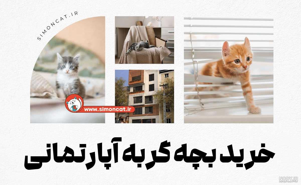 عکس گربه پرشین؛ تصاویری از گربه‌های ملوس ایرانی - ستاره