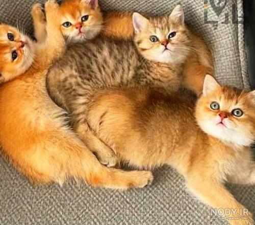 عکس گربه پرشین؛ تصاویری از گربه‌های ملوس ایرانی - ستاره