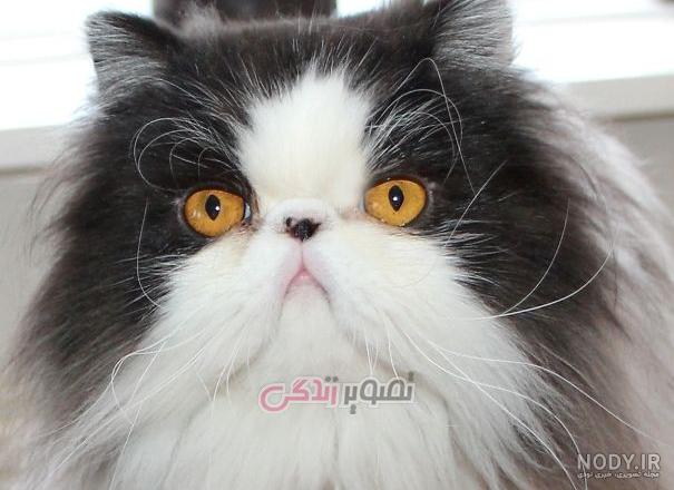 عکس گربه کوچولو پشمالو سفید عکس گربه کوچولو پشمالو سفید