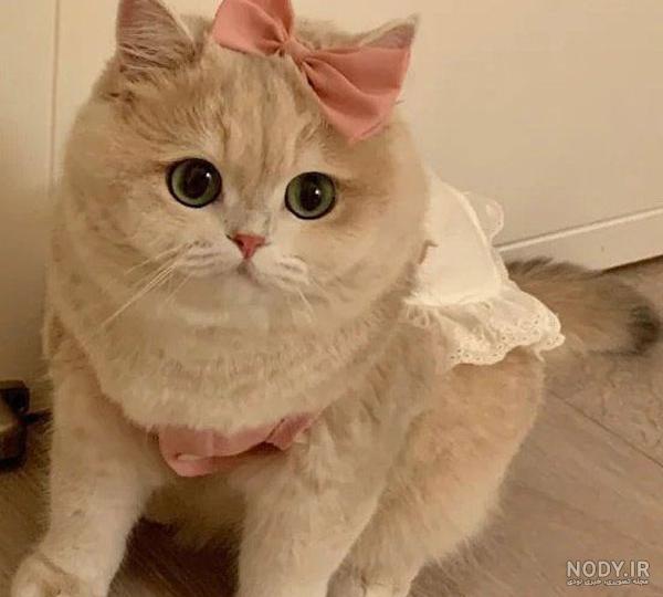 عکس گربه های کیوت برای پروفایل