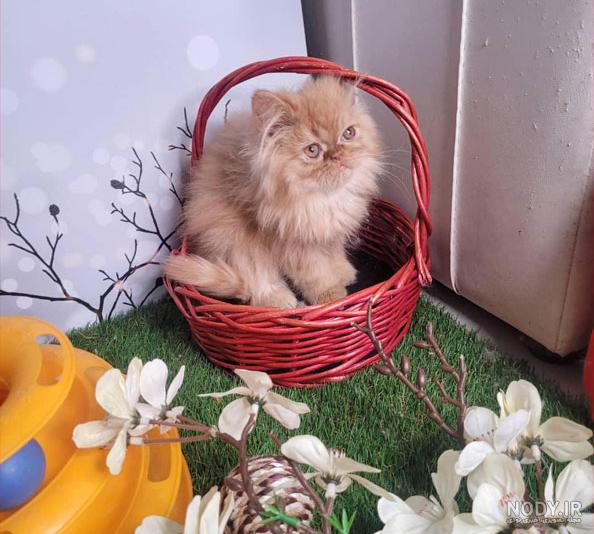عکس گربه گارفیلدی