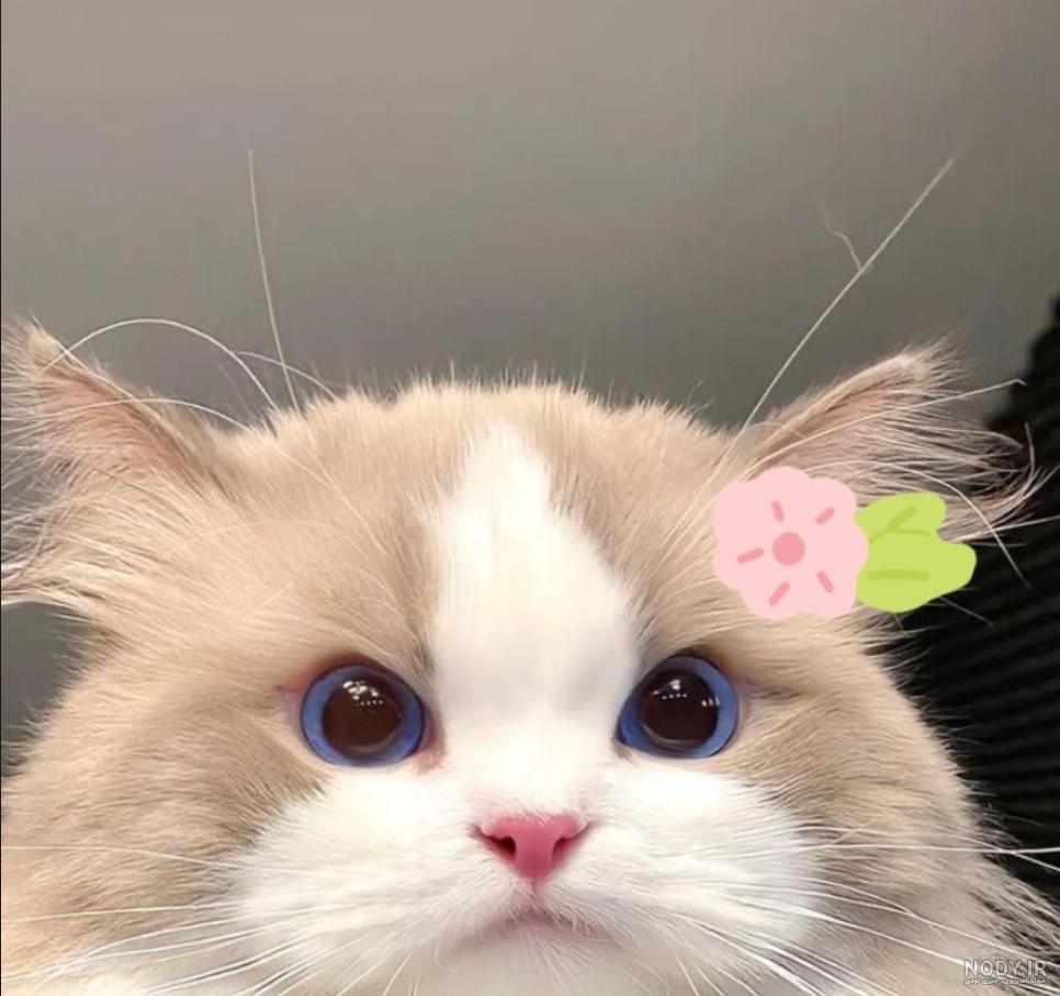 عکس گربه گوگولی برای پروفایل