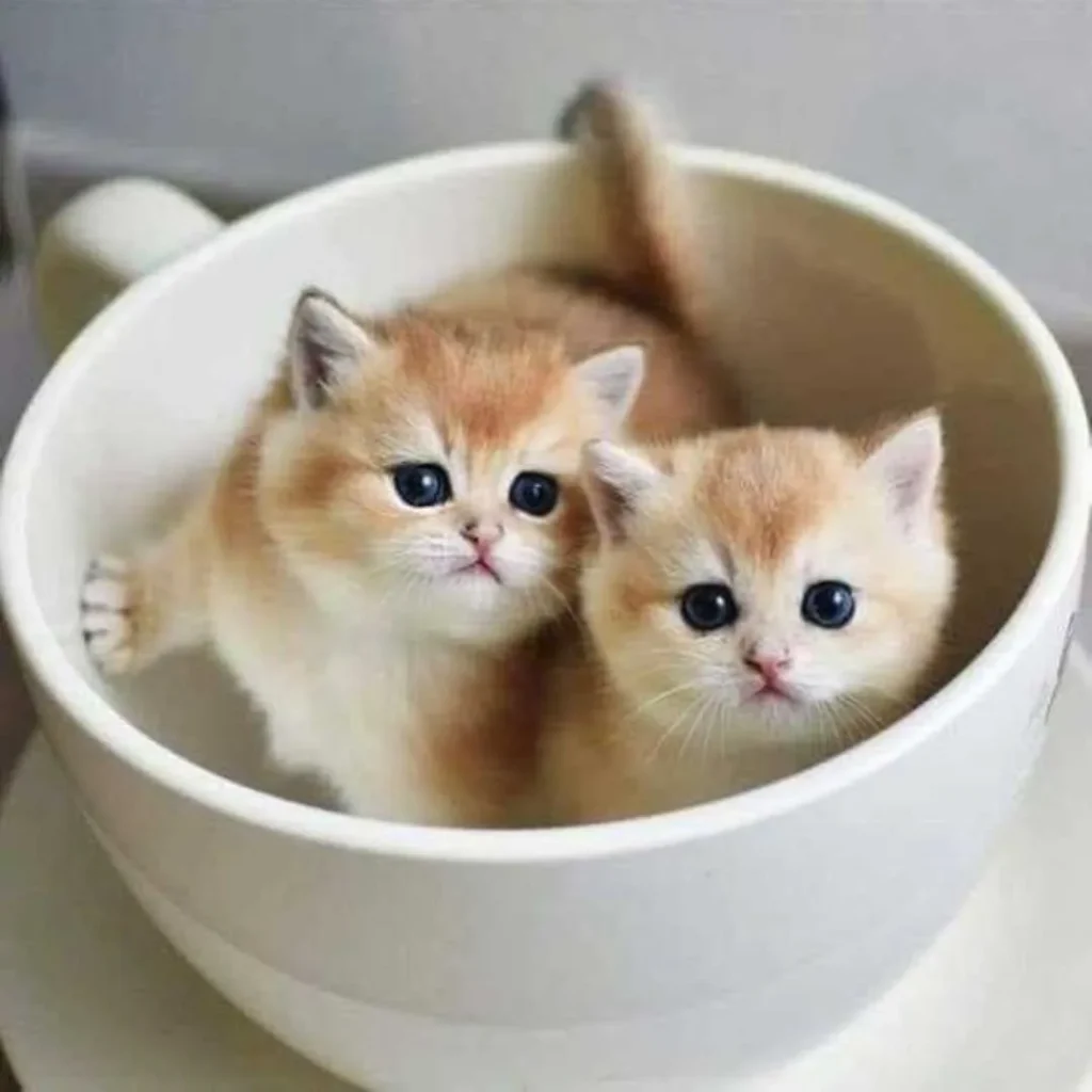 عکس گربه ی جذاب