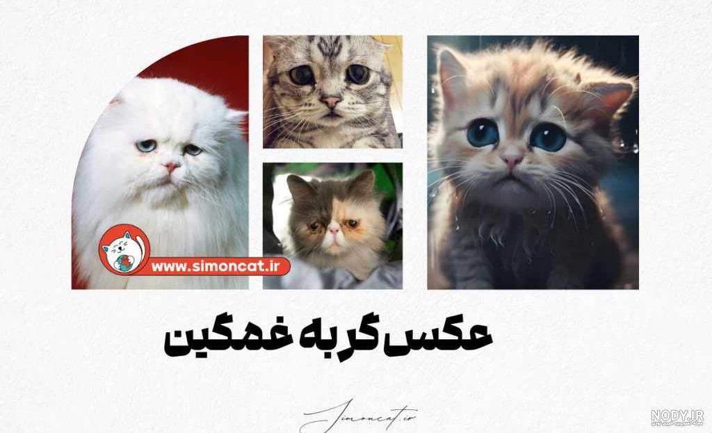 ❦❦❦عکس گربه ی دارک❦❦❦ - عمارت رویایے..❥ ❦❦❦عکس گربه ی دارک❦❦❦ - عمارت رویایے..❥