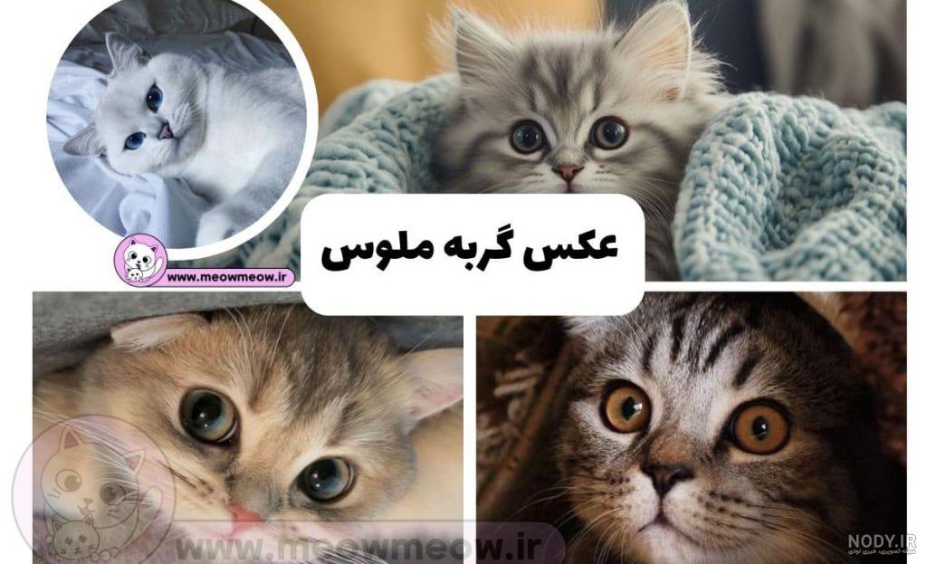 عکس گربه ی سفید - عکس نودی