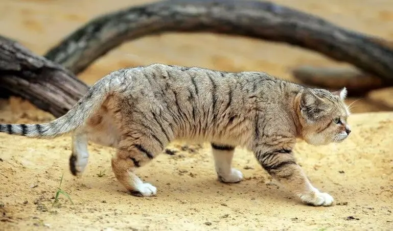 عکس گربه ی شنی