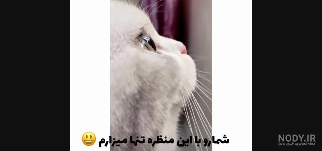 عکس گربه ی لات