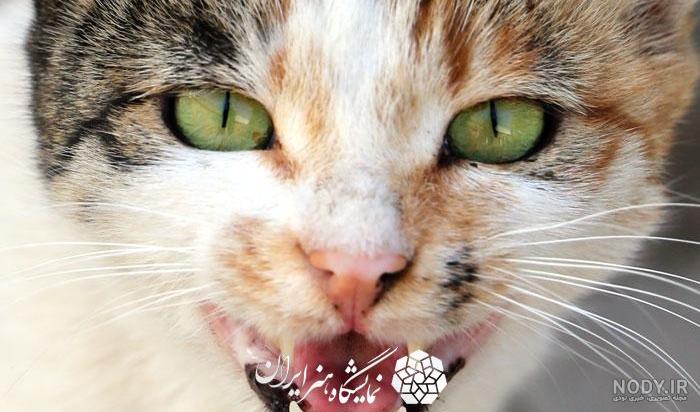 عکس گربه ی لیوانی