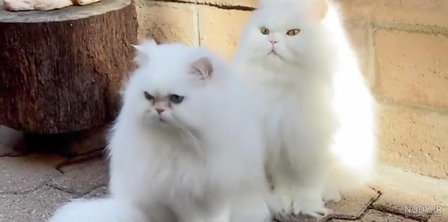 عکس گربه ی پرشین طوسی عکس گربه ی پرشین طوسی