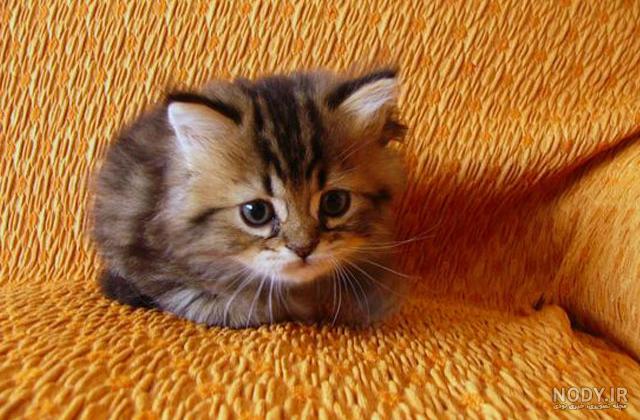 عکس گربه⭐ دانلود تصاویر گربه های بامزه و ملوس با کیفیت بالا