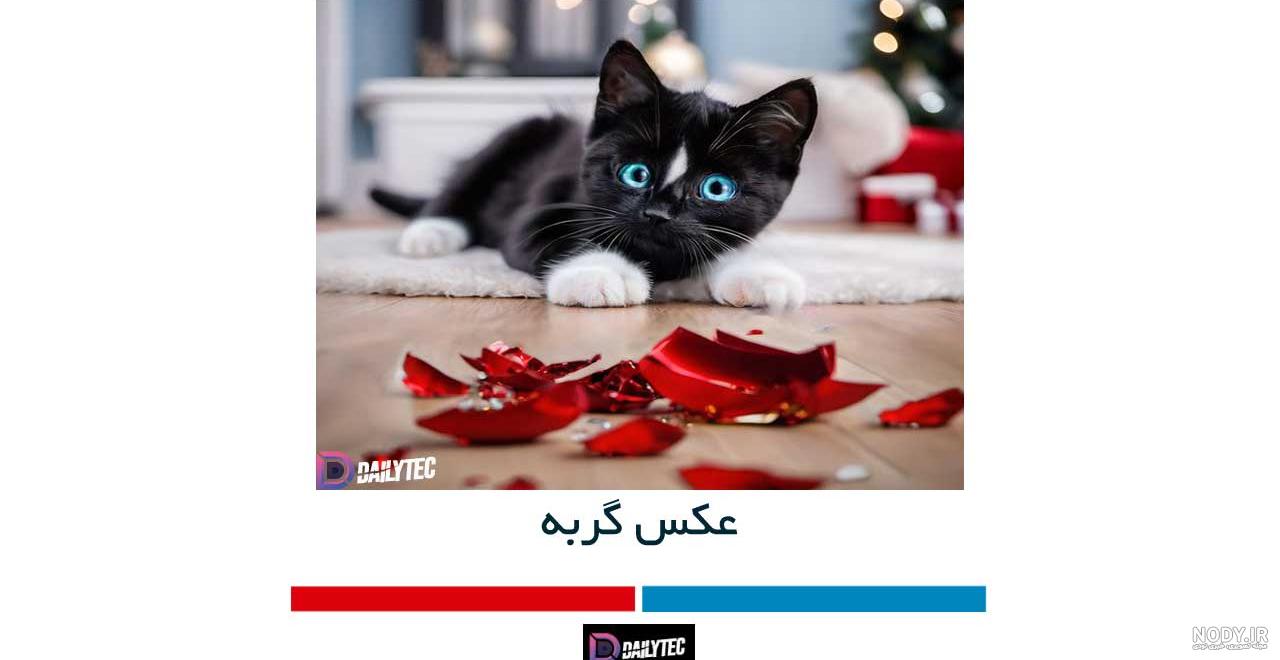 عکس گربه⭐ دانلود تصاویر گربه های بامزه و ملوس با کیفیت بالا عکس گربه⭐ دانلود تصاویر گربه های بامزه و ملوس با کیفیت بالا