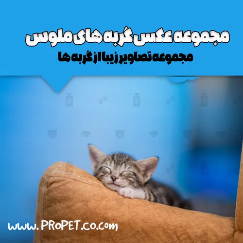 عکس گربه⭐ دانلود تصاویر گربه های بامزه و ملوس با کیفیت بالا عکس گربه⭐ دانلود تصاویر گربه های بامزه و ملوس با کیفیت بالا