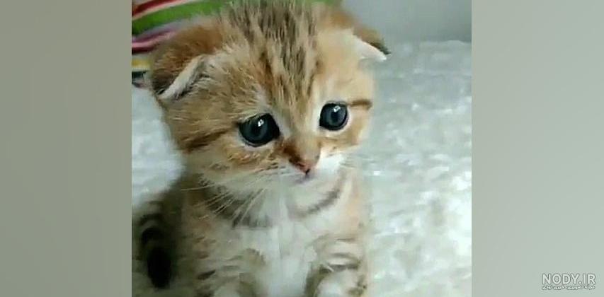 عکس گربه⭐ دانلود تصاویر گربه های بامزه و ملوس با کیفیت بالا