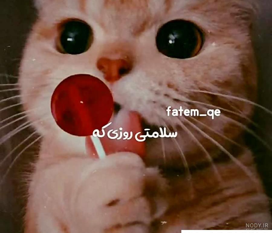 عکس گربه⭐ دانلود تصاویر گربه های بامزه و ملوس با کیفیت بالا عکس گربه⭐ دانلود تصاویر گربه های بامزه و ملوس با کیفیت بالا