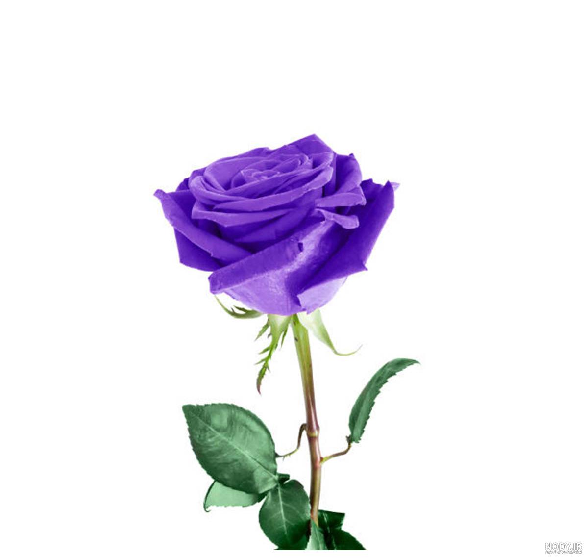 عکس گل رز آبی بنفش