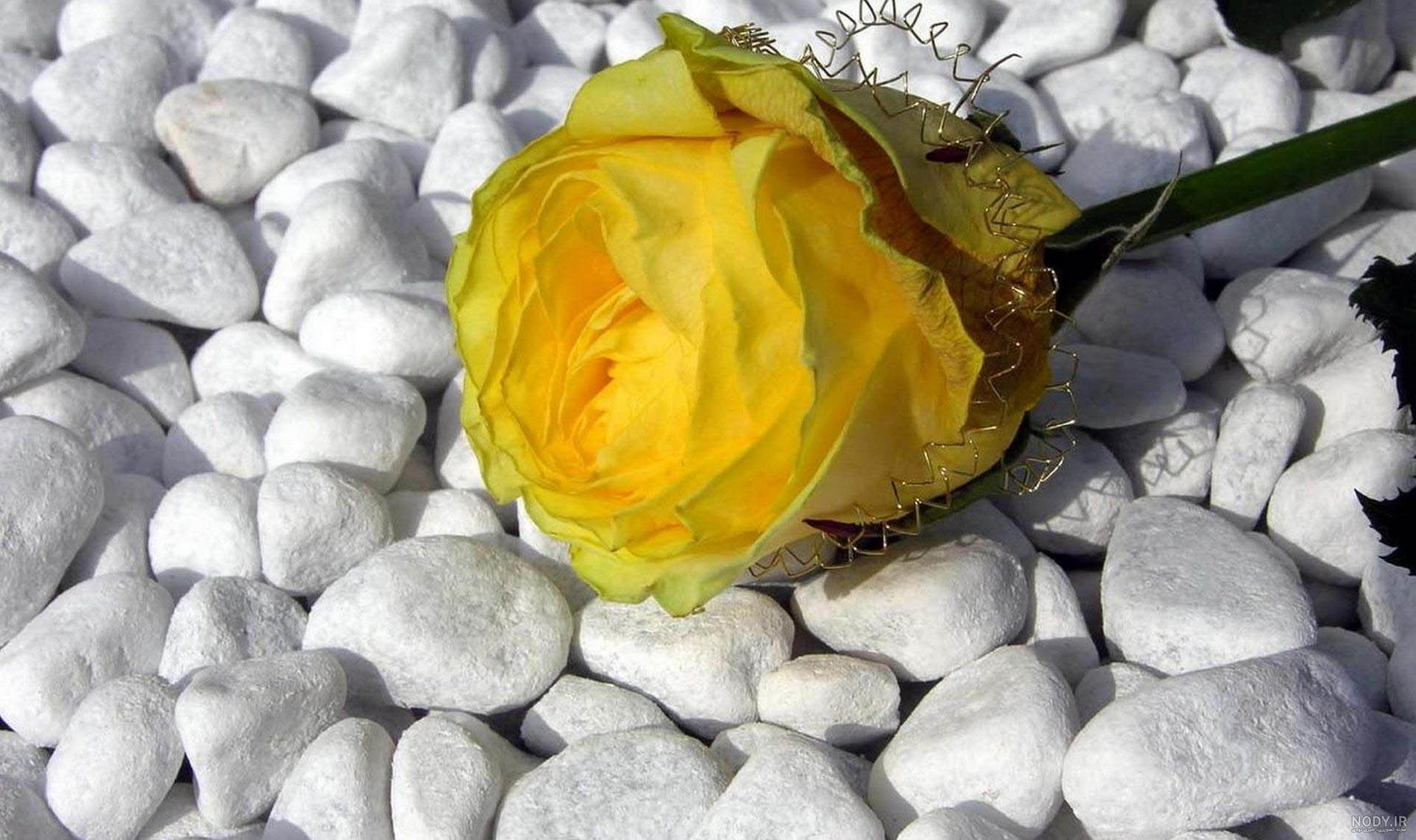 عکس گل رز زرد برای پروفایل - عکس نودی عکس گل رز زرد برای پروفایل - عکس نودی