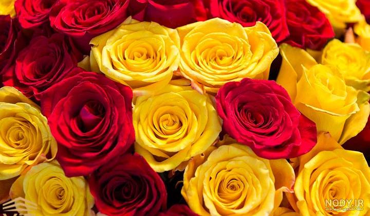 عکس گل رز زرد برای پروفایل ❤️ [ بهترین تصاویر ]