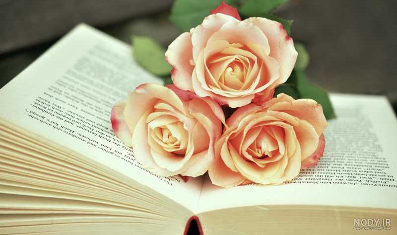 عکس گل رز مشکی زیبا برای پروفایل + تصاویر 30 گل زیبای رز عاشقانه سیاه