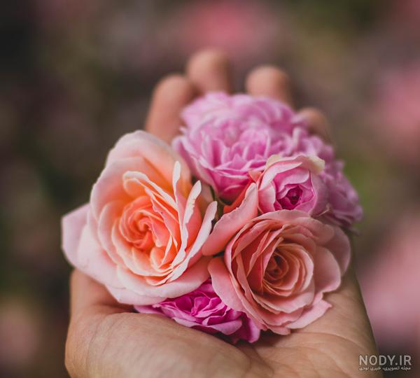 عکس گل رز پژمرده عکس گل رز پژمرده