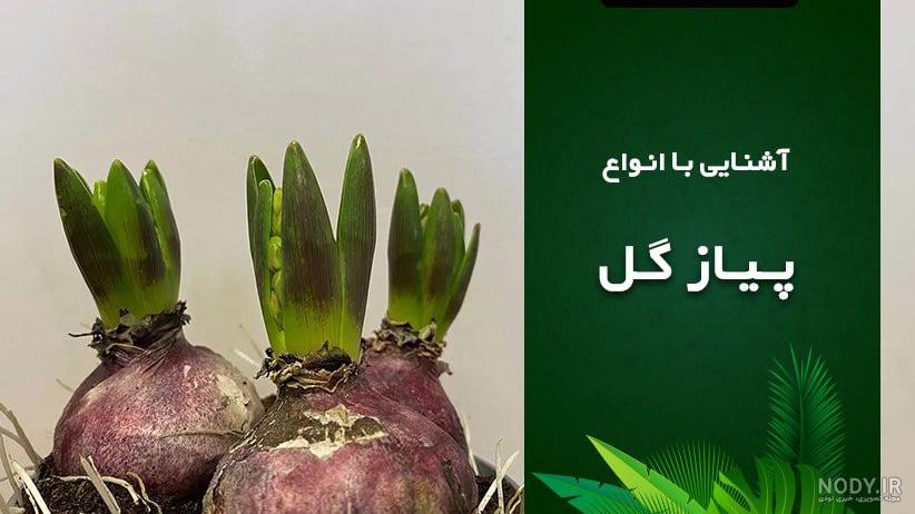 عکس گل پیاز نرگس - عکس نودی عکس گل پیاز نرگس - عکس نودی