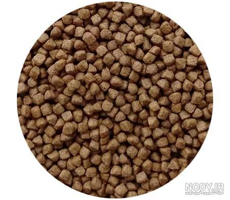 غذای بچه گربه چقدر و چگونه است؟ از شیرخوارگی تا بلوغ غذای بچه گربه چقدر و چگونه است؟ از شیرخوارگی تا بلوغ