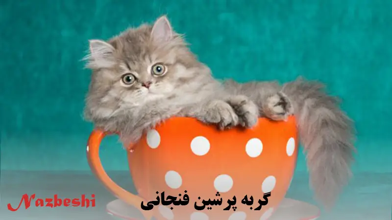 قیمت و خرید عروسک مدل گربه فنجانی ارتفاع 25 سانتی متر