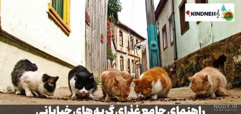 قیمت و خرید غذا خشک بچه گربه مفید مدل chicken وزن 2 کیلوگرم قیمت و خرید غذا خشک بچه گربه مفید مدل chicken وزن 2 کیلوگرم
