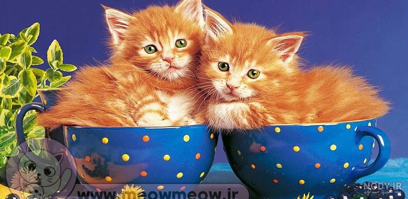 قیمت گربه فنجانی - سایمون کت، خرید و فروش گربه، پانسیون و پت شاپ قیمت گربه فنجانی - سایمون کت، خرید و فروش گربه، پانسیون و پت شاپ