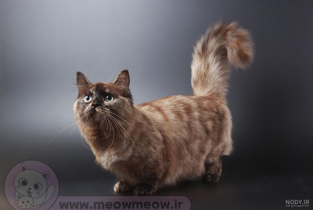 لاتون و اراذل دل سوخته - گربه ی لات بعد از بله گرفتن از ... | Facebook