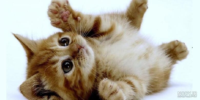 مجموعه عکس گربه های دوست داشتنی و بامزه و زیبا با کیفیت بالا
