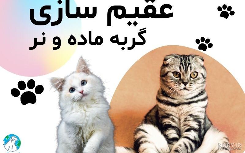 مراقبت بعد از عقیم سازی گربه نر و ماده | پت شاپ آنلاین پت استور مراقبت بعد از عقیم سازی گربه نر و ماده | پت شاپ آنلاین پت استور
