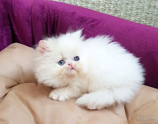 مرکز خرید گربه فروش بچه گربه خانگی خارجی قیمت گربه ایرانی پرشین کت آنلاین  در چارپا