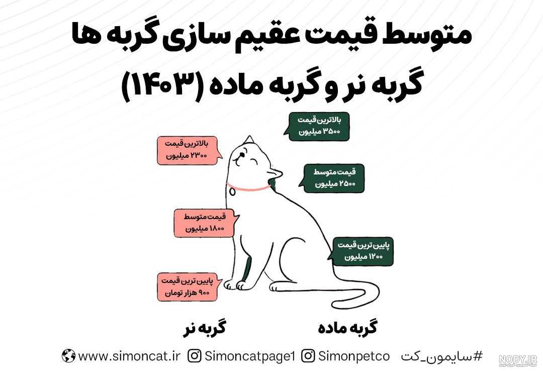 مزایای عقیم کردن گربه نر و ماده مزایای عقیم کردن گربه نر و ماده