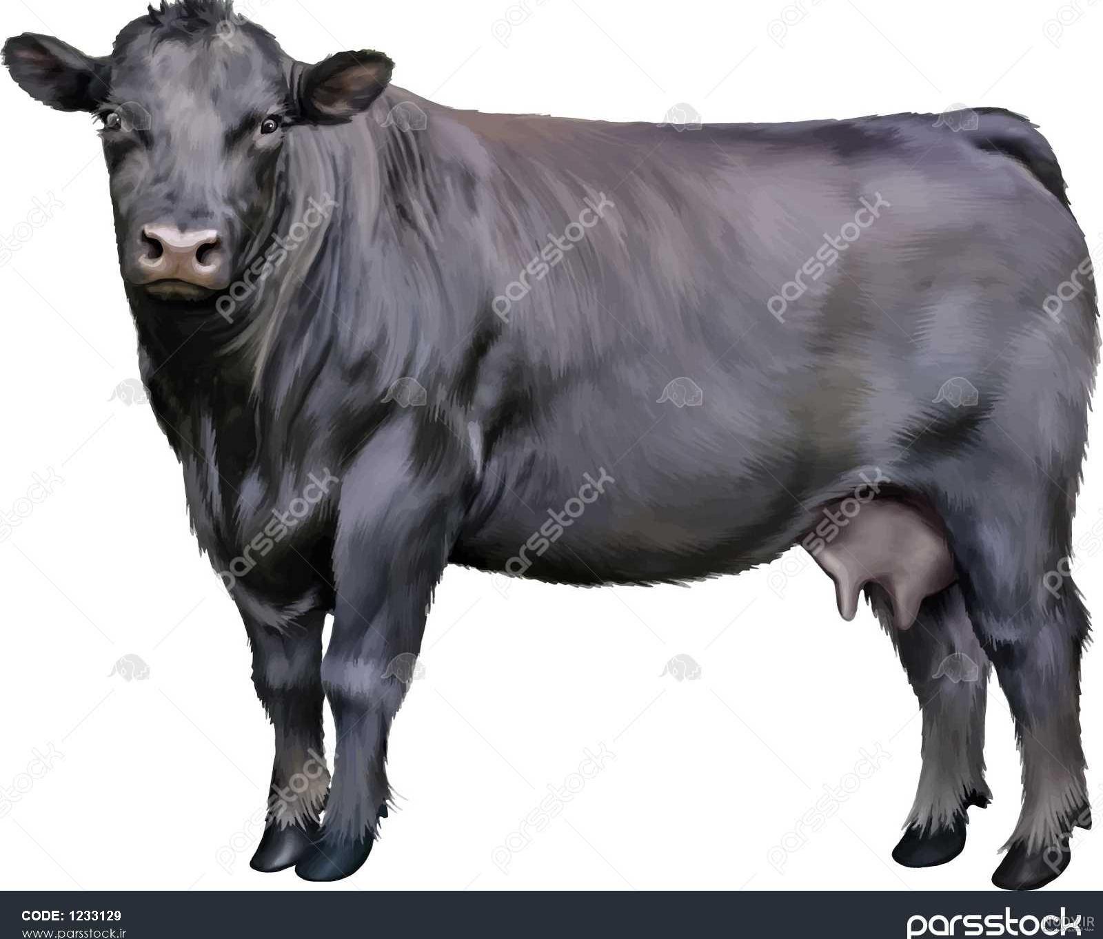مسترگراف مسترگراف