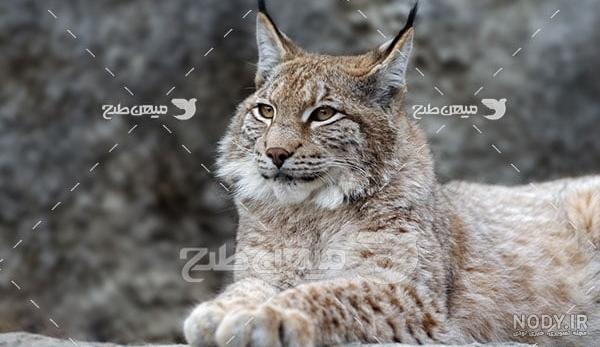 مشاهده گربه وحشی برای اولین بار در شهرستان خوسف - ایسنا مشاهده گربه وحشی برای اولین بار در شهرستان خوسف - ایسنا