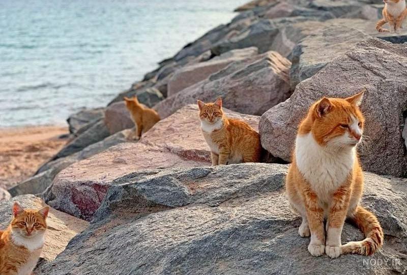 مشخصات کامل، قیمت و خرید نژاد گربه جاپانیز بابتیل (Japanese Bobtail) | پت  راید