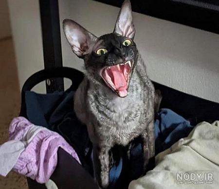 مشخصات گربه سیاه به همراه غذا، بیماری ها و هزینه های نگهداری از او - Happypet مشخصات گربه سیاه به همراه غذا، بیماری ها و هزینه های نگهداری از او - Happypet