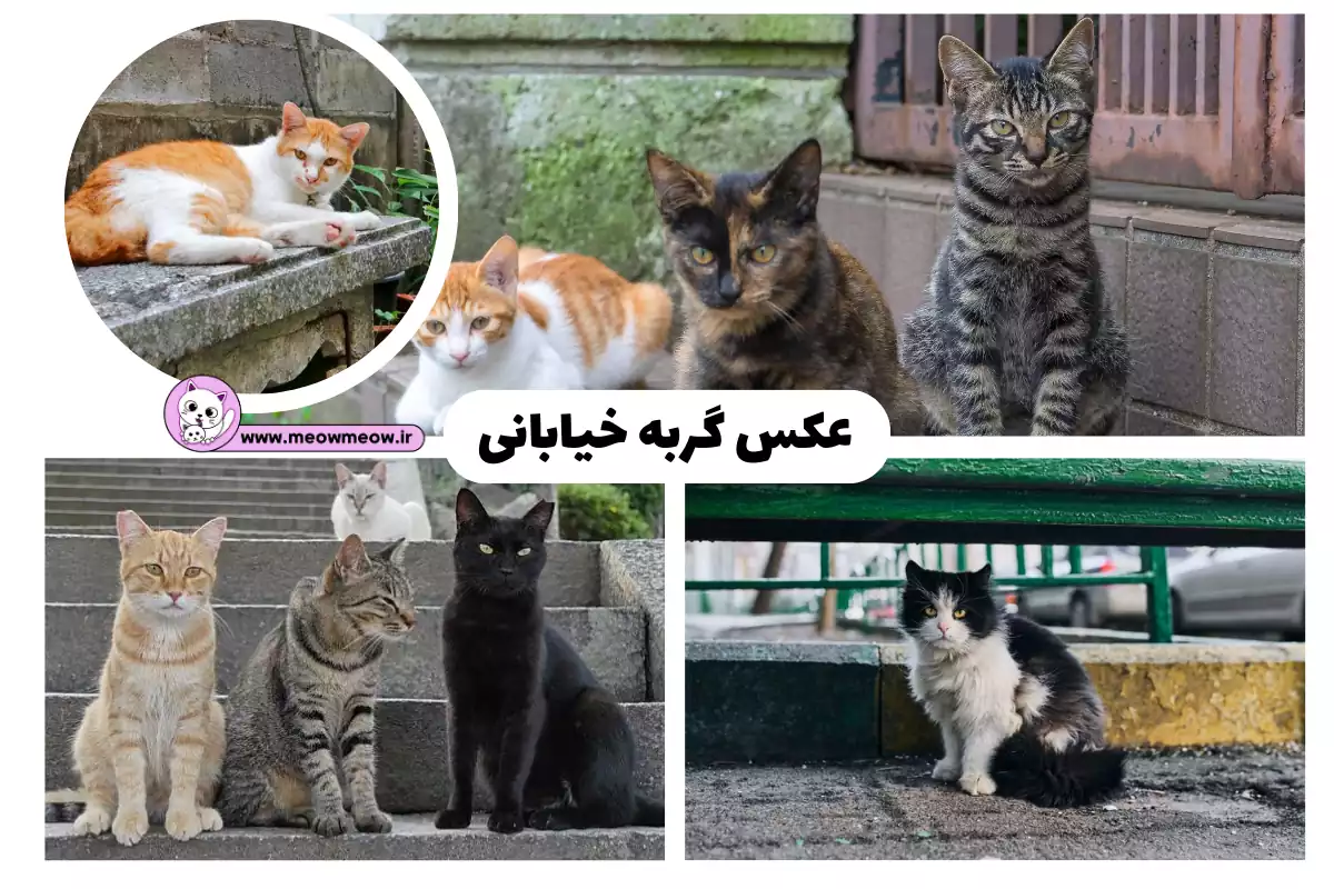 مشرق نیوز - عکس/ مرگ گربه ماهی‌ها در ساحل جاسک