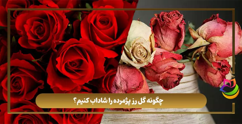 معتبرترین تعبیر خواب گل رز + 90 حالت مختلف تعبیر گل رز - VIP معتبرترین تعبیر خواب گل رز + 90 حالت مختلف تعبیر گل رز - VIP