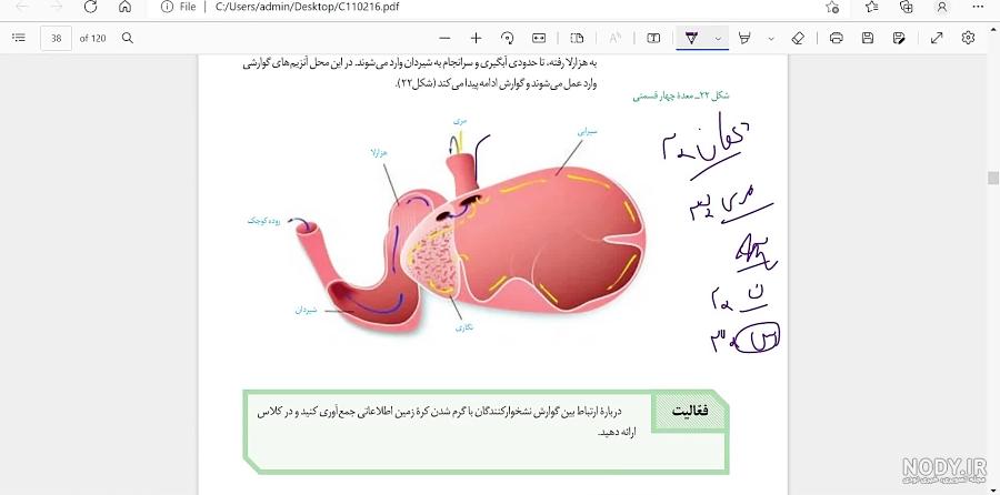 معده چهار قسمتی گاو معده چهار قسمتی گاو
