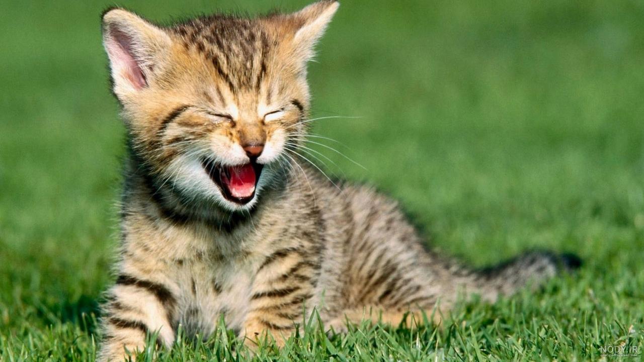 معرفی و دانلود کتاب گربه شاد (شادی سریع و آسان کودکان با ضربه تراپی به روش  BTT) | کتایون بناساز | کتابراه
