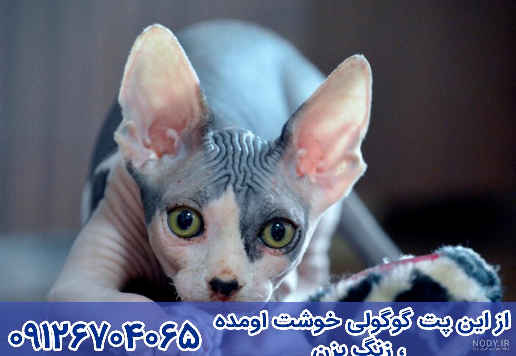 معرفی کامل اسفینکس یا گربه ابوالهولی (بی مو) + قیمت | دنیای حیوانات