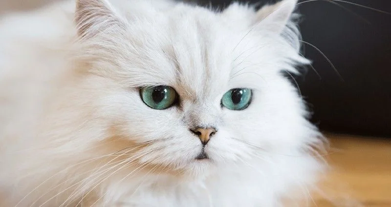 معرفی کامل گربه نژاد پرشین یا Persian Cat | پت فا معرفی کامل گربه نژاد پرشین یا Persian Cat | پت فا