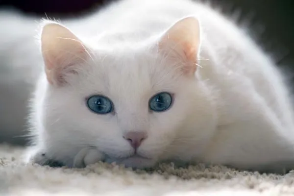 معرفی کامل گربه نژاد پرشین یا Persian Cat | پت فا معرفی کامل گربه نژاد پرشین یا Persian Cat | پت فا
