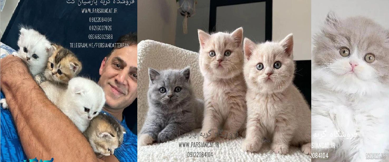معرفی گربه رگدال یکی از بهترین نژاد گربه ها معرفی گربه رگدال یکی از بهترین نژاد گربه ها