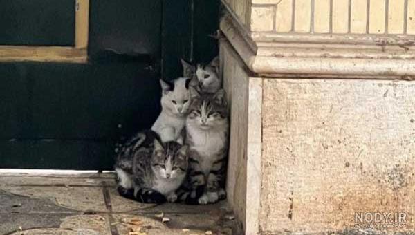 نمونه هایی از خنده دارترین عکس های گربه ها نمونه هایی از خنده دارترین عکس های گربه ها
