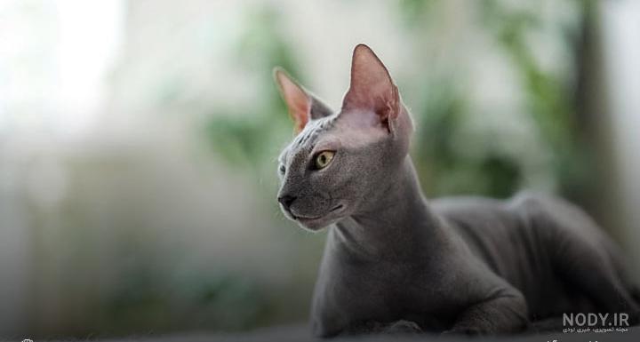 نژاد گربه اسفینکس sphynx